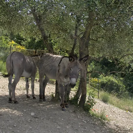 Bed & Breakfast Casignano 4*